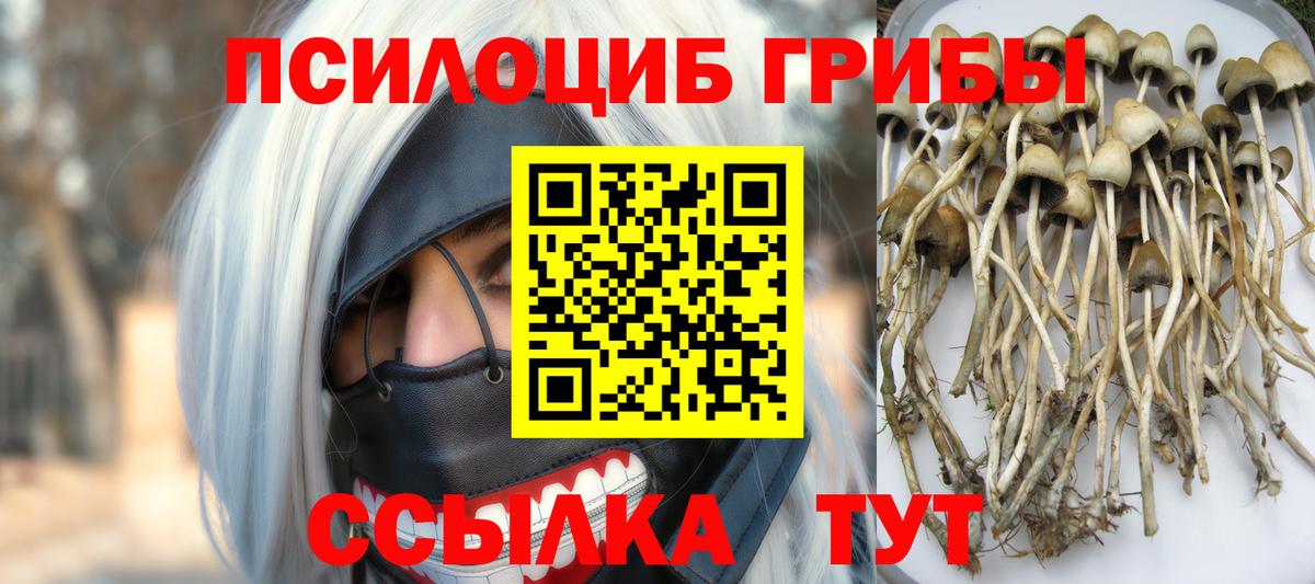 Псилоцибиновые грибы прущие грибы  купить   Гатчина  Вход с VPN 